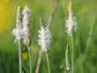 Foto: plantain plantain