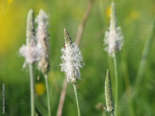 Foto: plantain plantain