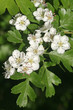 Blüten und Blätter des Eingriffeligen Weißdorns