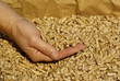 Granulé bois