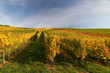 Weinberg