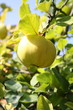 Herbstobst
