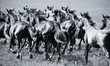 A herd of young horses