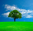 Lonely tree on green field