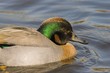 Canard Sarcelle Canard Sarcelle
