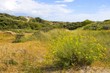 Le sentier des Garennes, au milieu des dunes - Berck-sur-mer (Cô Le sentier des Garennes, au milieu des dunes - Berck-sur-mer (Cô