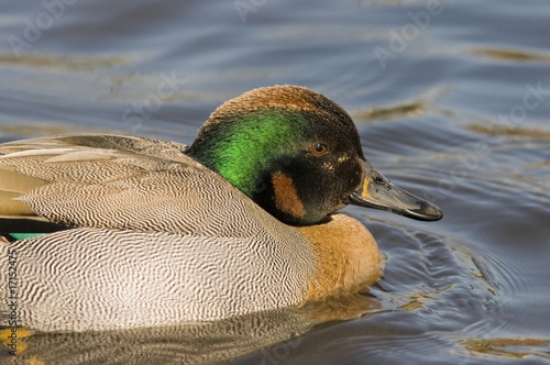 Canard Sarcelle
