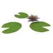 water lilly