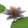 water lilly