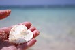 リュウキュウアオガイと与論島の海岸