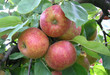 Boskoapfel