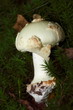 Knollenblätterpilz