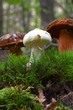 Knollenblätterpilz 5380