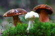 Boletus 5395