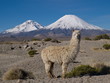 Alpaka vor Vulkan Parinacota