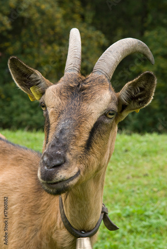Foto: Hausziege Hausziege