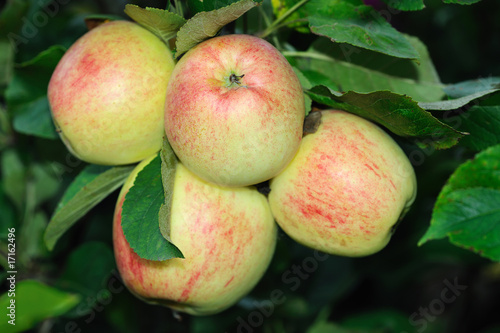 Photo: Four English apples ripening on a tree Four English apples ripening on a tree