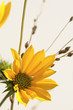 Closeup shot of a yellow flower