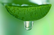 aloe