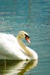 Swan