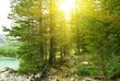 wood in a rays of sun