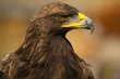 Aigle royal (Aquila chrysaetos) Aigle royal (Aquila chrysaetos)