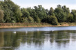 Schwäne auf dem Wasser