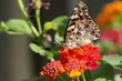papillon papillon