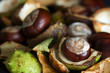 Freshly Fallen Conkers