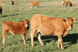 vache limousine et son veau vache limousine et son veau