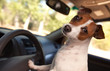 Jack Russell Terrier Enjoying a Car Ride