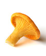 Wild mushroom - Chanterelle Wild mushroom - Chanterelle