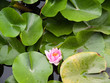 Fleur de nénuphar