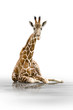 Giraffe 001