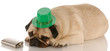 pug dressed up for St. Patricks Day on white background