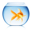 Close up view of fish bowl isolated Close up view of fish bowl isolated
