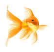 gold fish