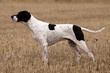 Black and white English Pointer in stubble field