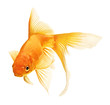 gold fish gold fish