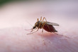bloodsucking mosquito on my hand
