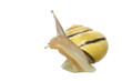 snail