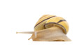 snail