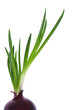 Onion