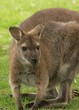 Wallaby Portrait