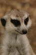 Meerkat Thoughts