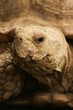 Tortoise Portrait