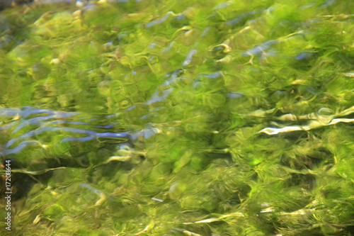 Photo: 水草 水草