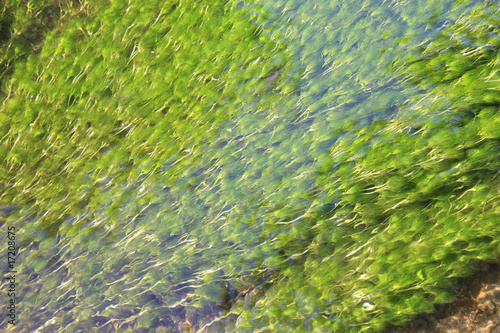Photo: 水草 水草