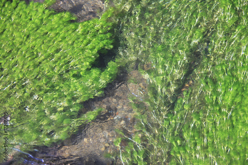 Photo: 水草 水草