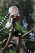 lemur